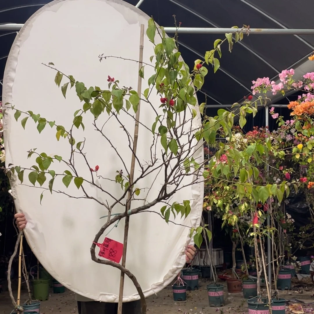 完全开放88888888