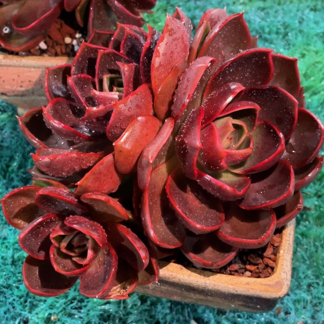 多肉植物盆栽多肉