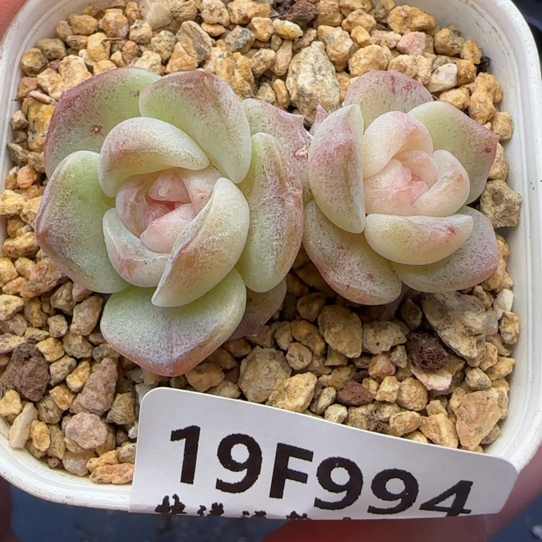 【满29包邮非偏远】995圆糯心