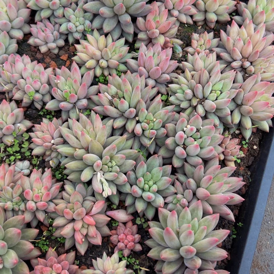 10颗大小不等大小不等