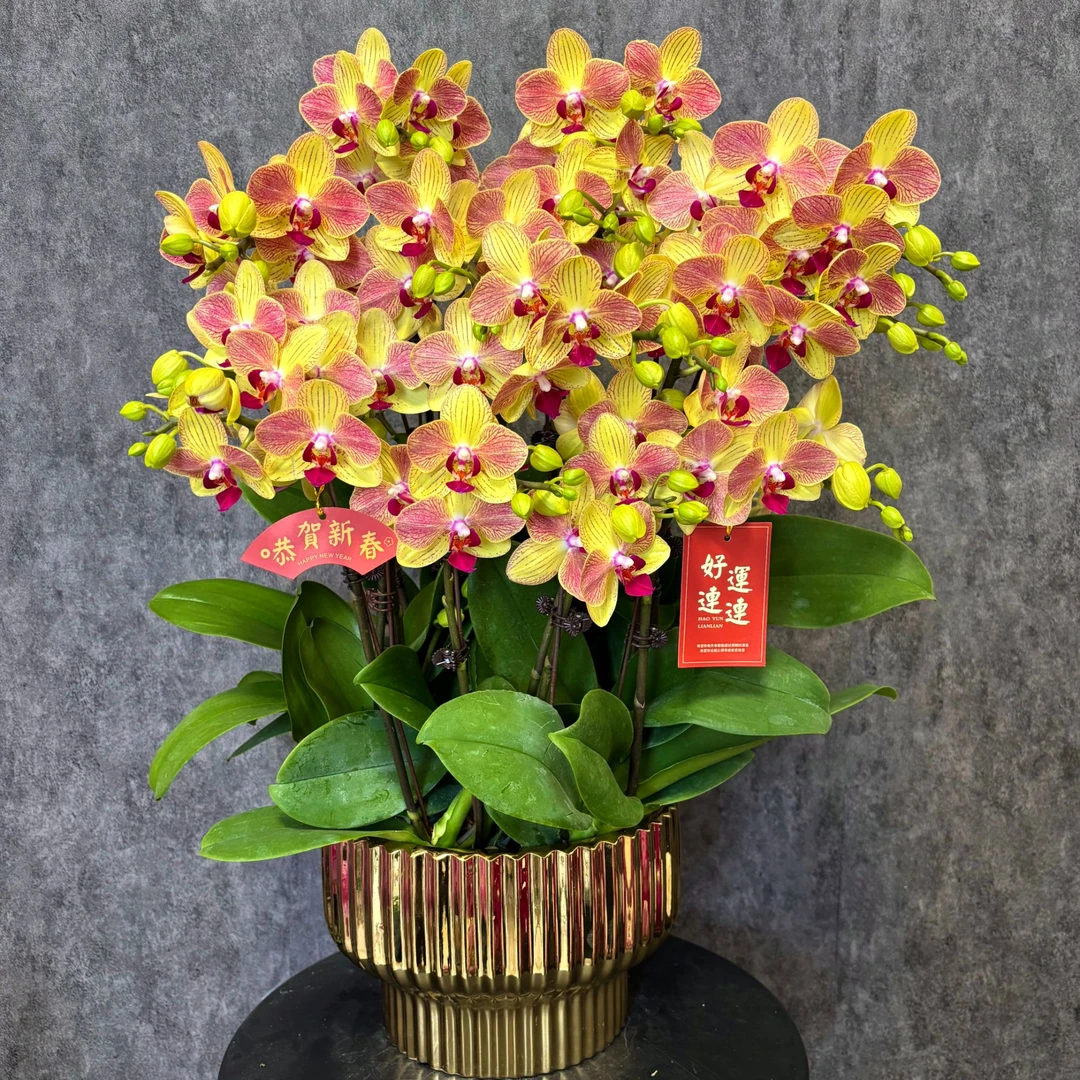 【飞黄腾达-蝴蝶兰】年宵花 鲜花绿植 好养花期长 室内观赏花