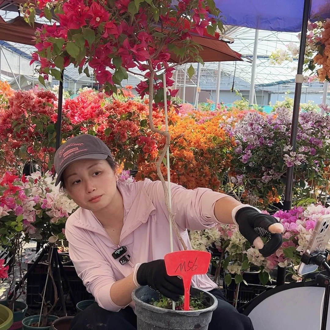 依****大部分花苞少量开放M56酒红桑巴