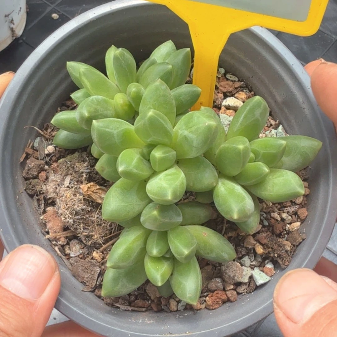 领航员多肉植物518