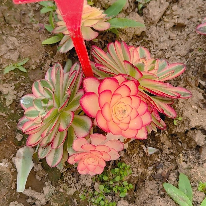 5-122倾城多肉法师