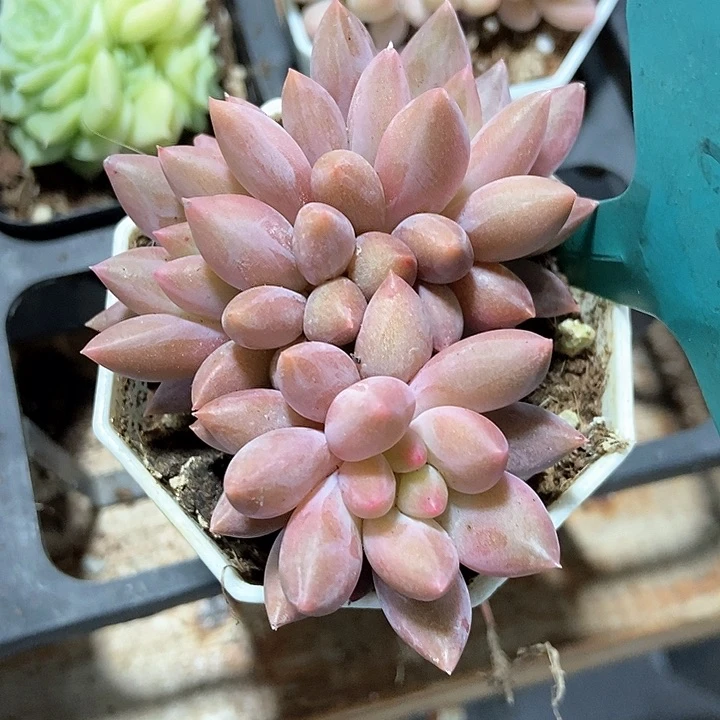 多肉植物车厘子801