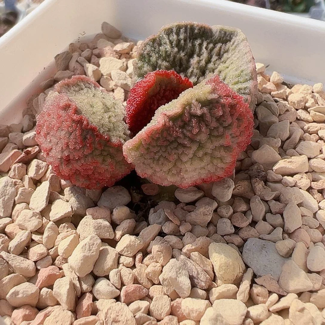 L-004 实生水泡 出叶片