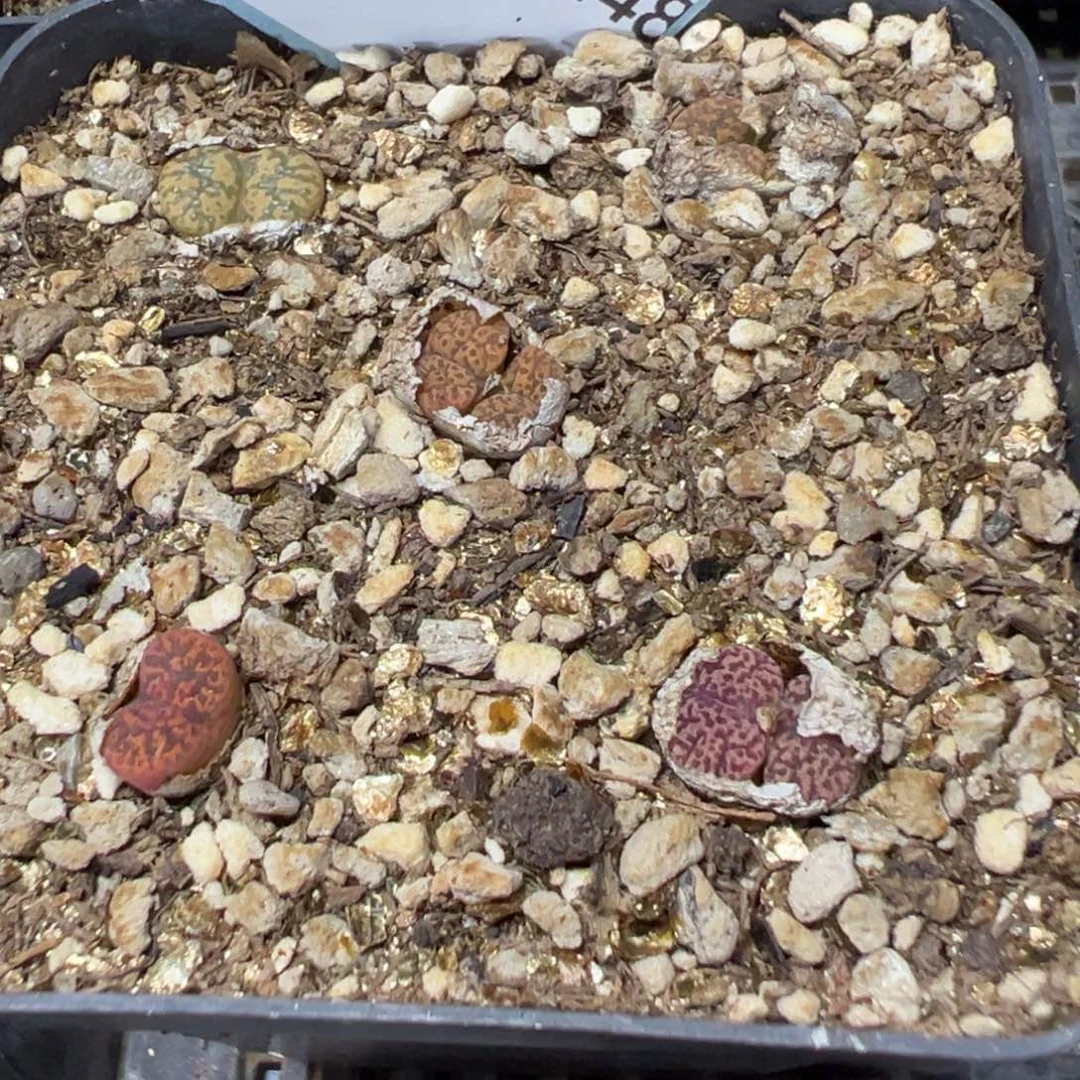 25-148肉锥多肉植物