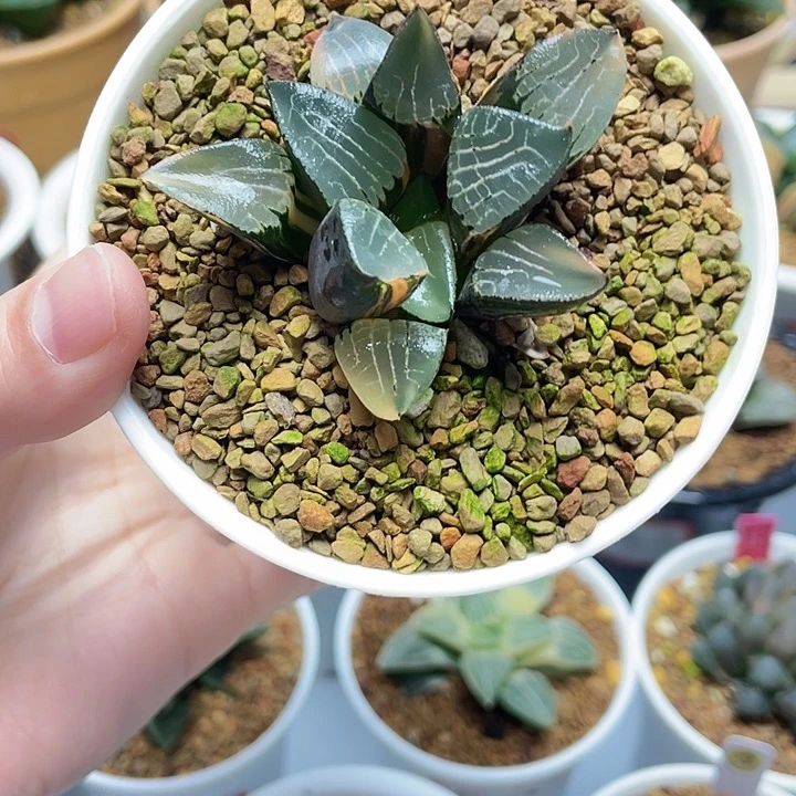 25  花影克锦十二卷多肉