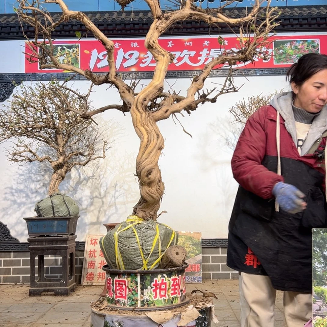 无花朵金银/金-677666678888888899986