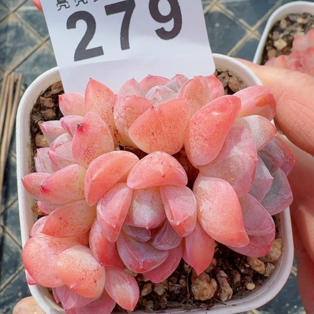 刚毅群生      愿你一路坦途，乘风破浪展宏图