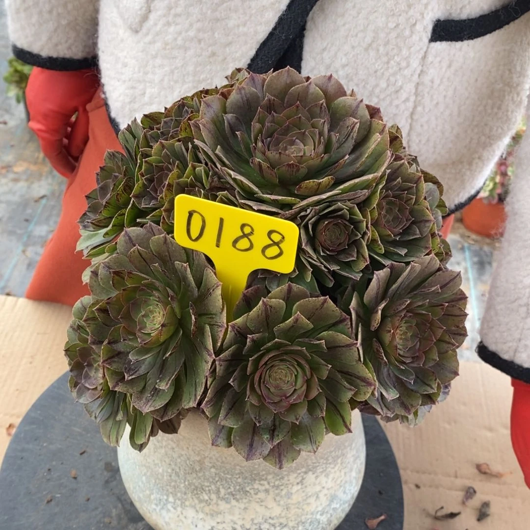 0188万拉丝老桩的制作