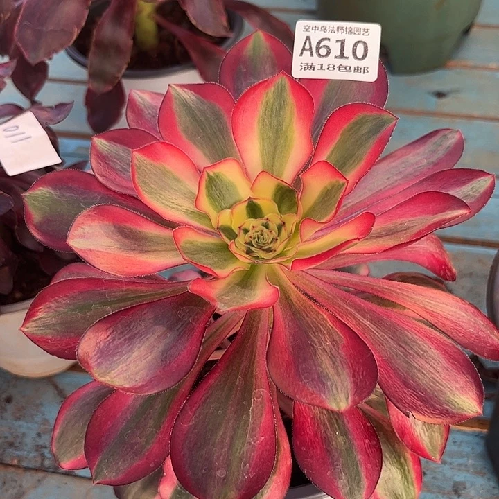 610红魔女多肉植物