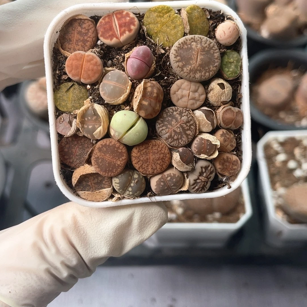 3627大棚清仓甩卖了