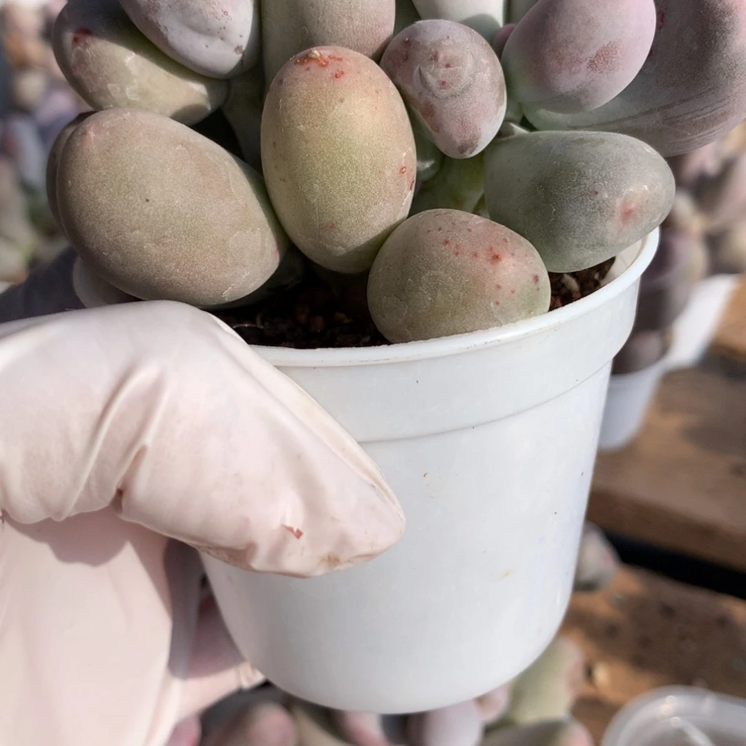 木*米可奶酪多肉米可奶