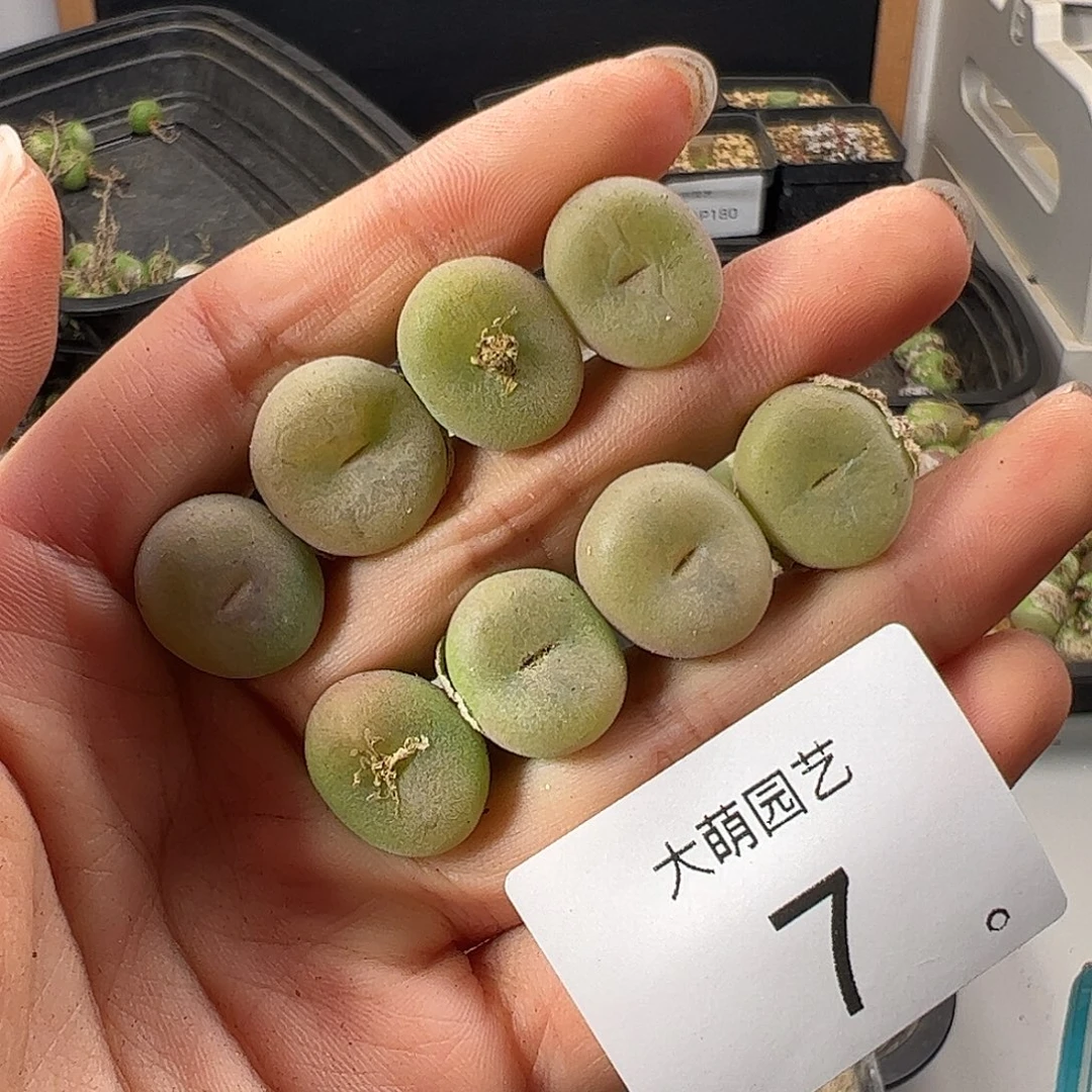 一物一拍             7