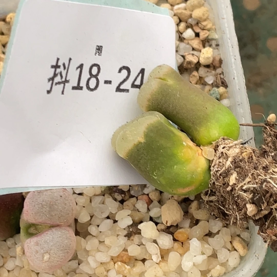 王***）18-24肉锥多肉植物