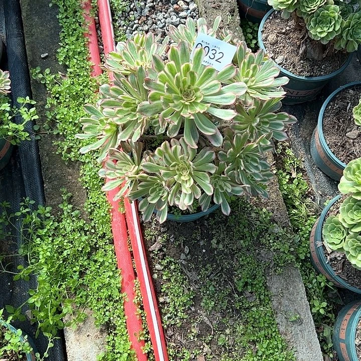 秋***云0032白月光多肉植物