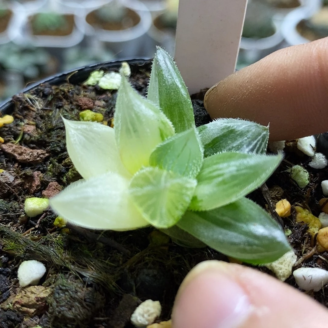 199实生哈哈哈哈哈哈