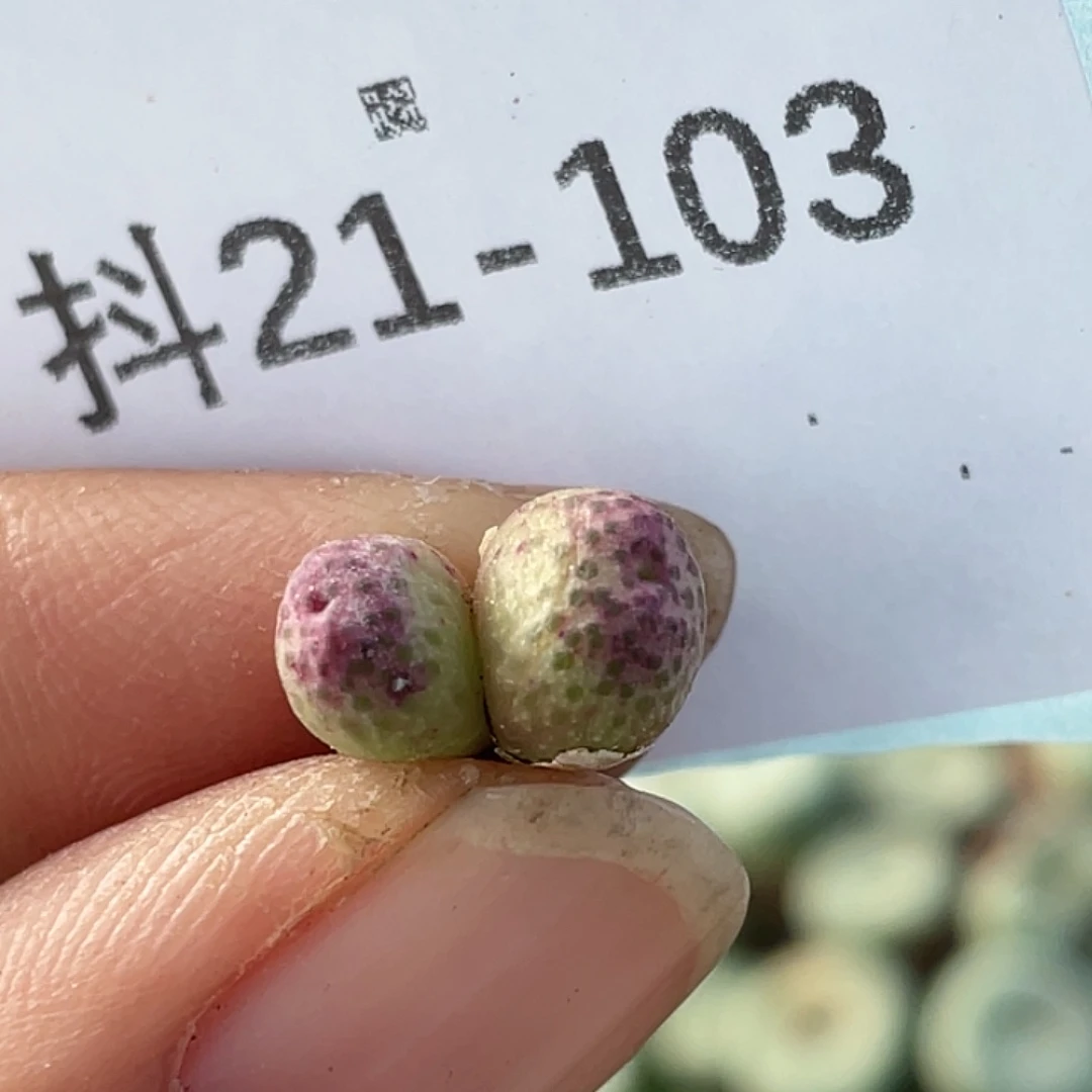 21-103草莓斑马肉锥