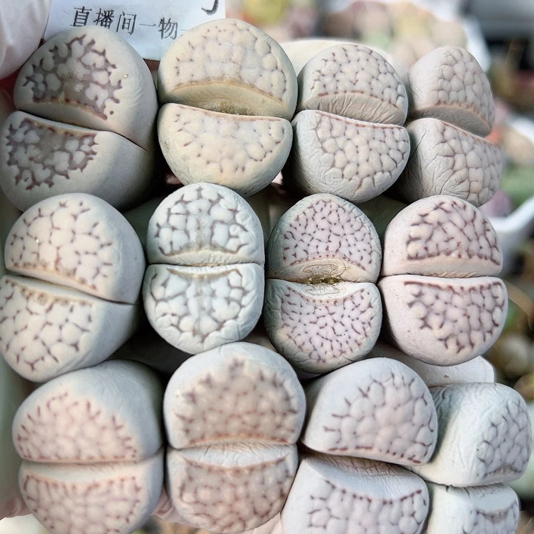 8788 好养易活生石花大母本12个2.5-3cm有点干特价出