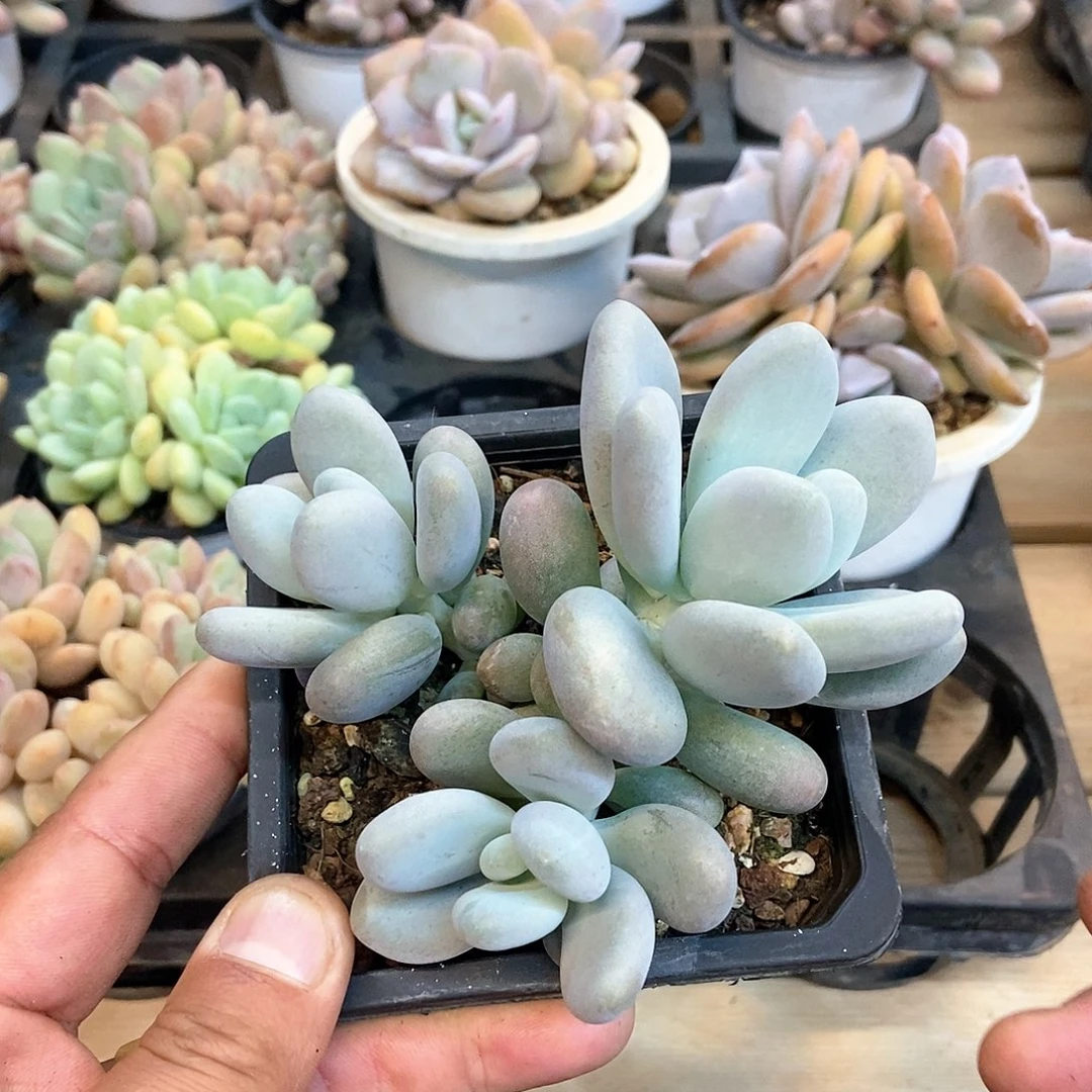 【闪购商品】磕****赞3头橙雪球