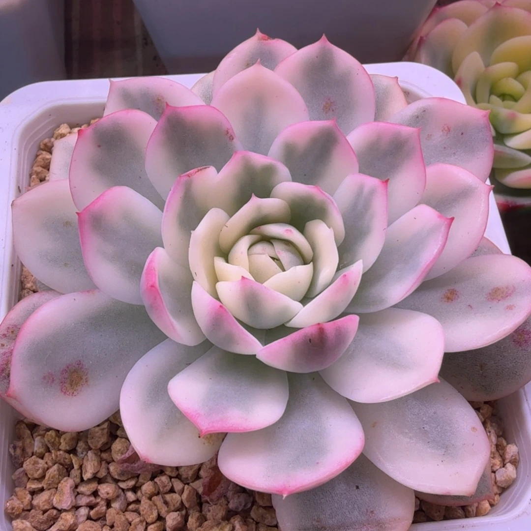 韩水晶锦 多肉植物