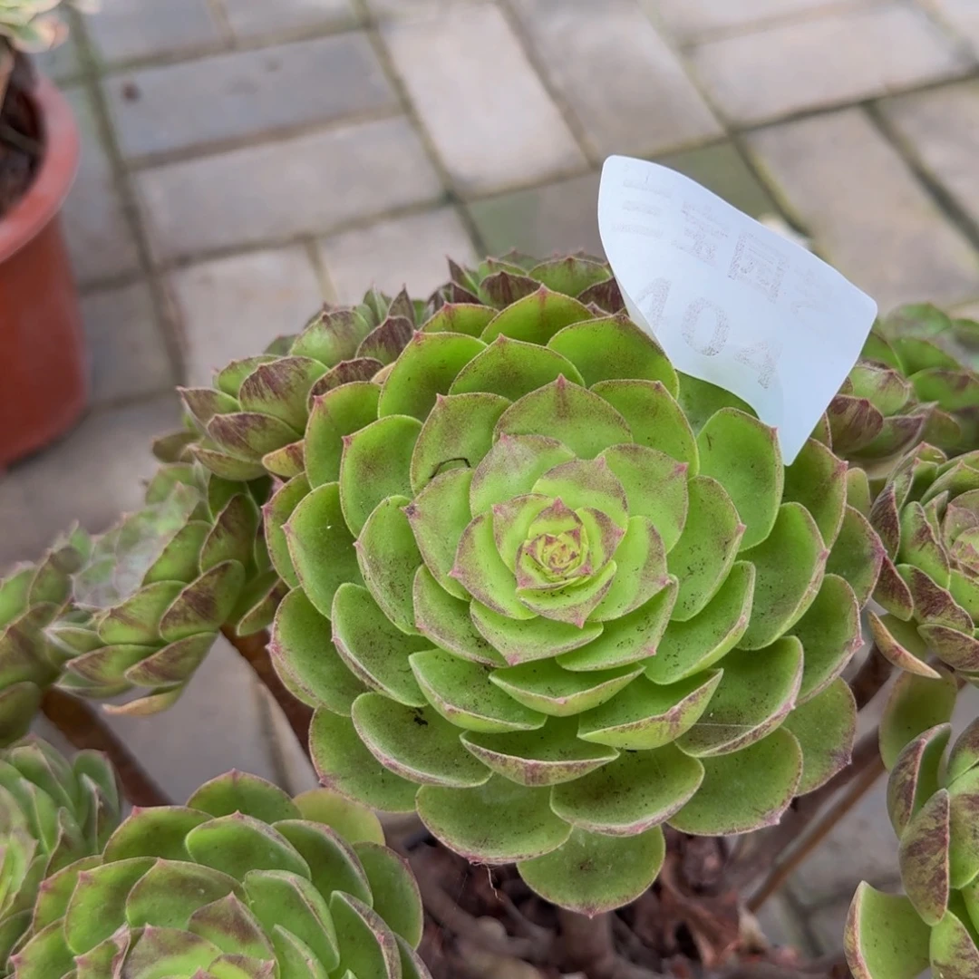 多肉植物404黑魔多肉