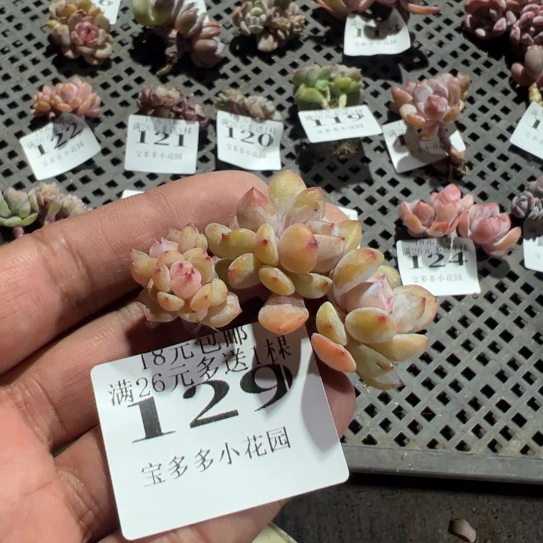 129号五头粉笔小老桩