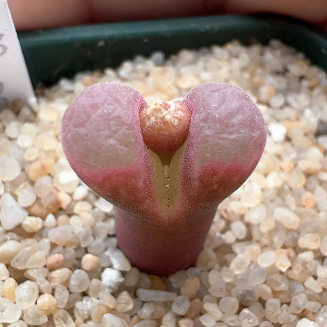 926。1797.93特粉风铃