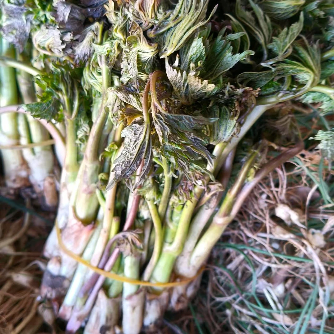 （水焯）承德本地苦乐芽，京东包邮