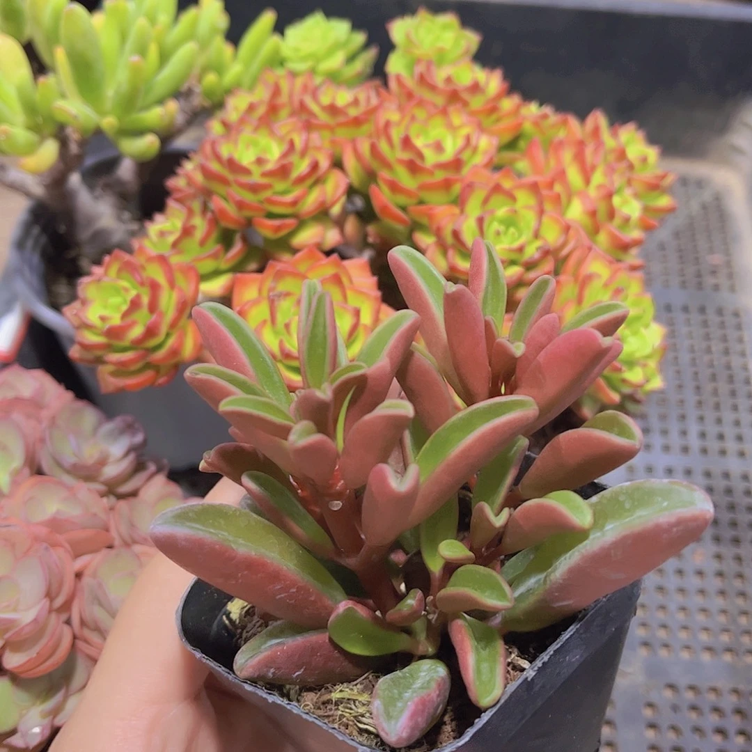 多***子红被jiaoban多肉植物