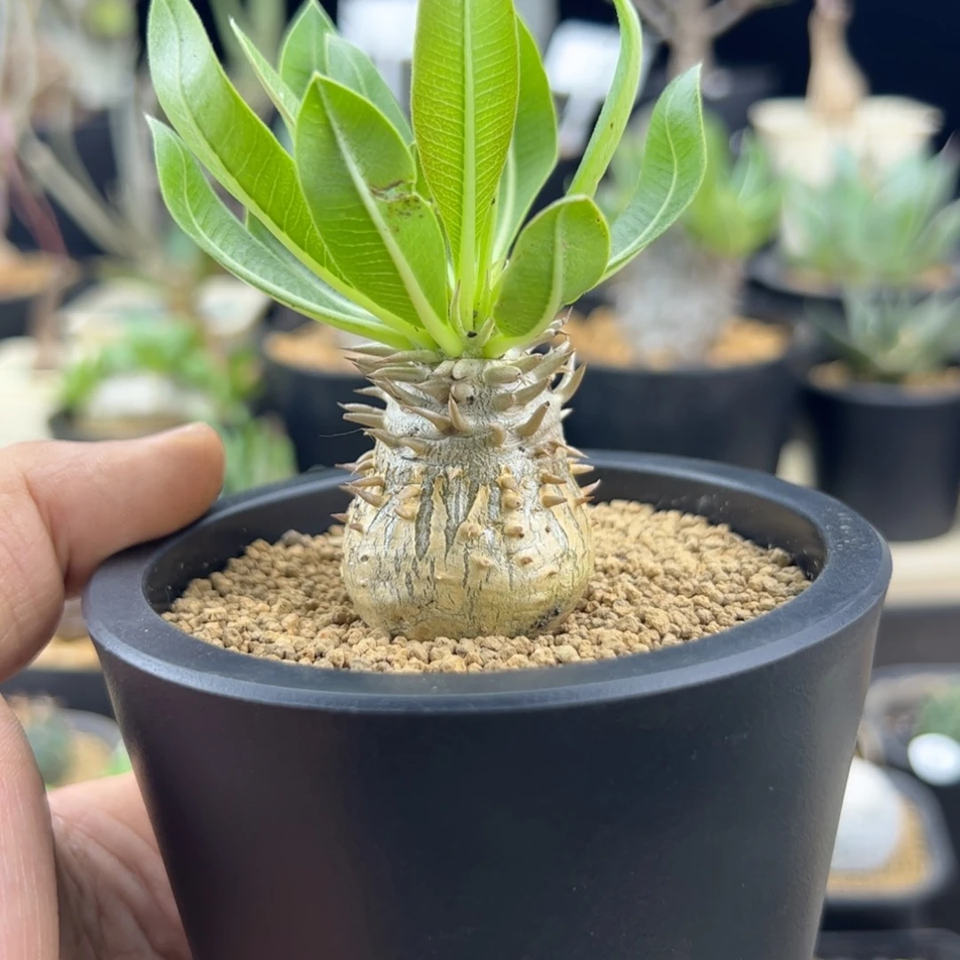 C***s惠比大黑一物一拍默认脱土发