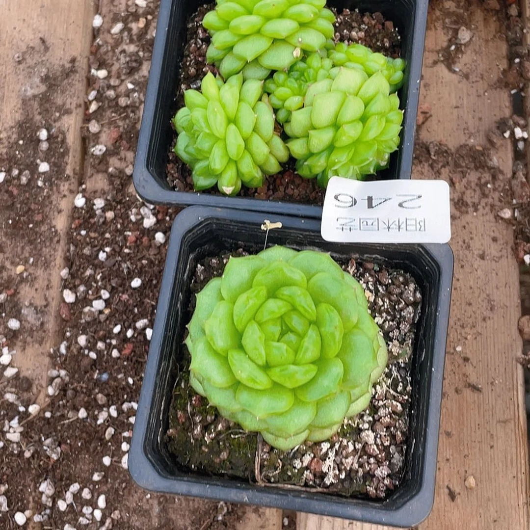 *****多肉植物多肉植物246
