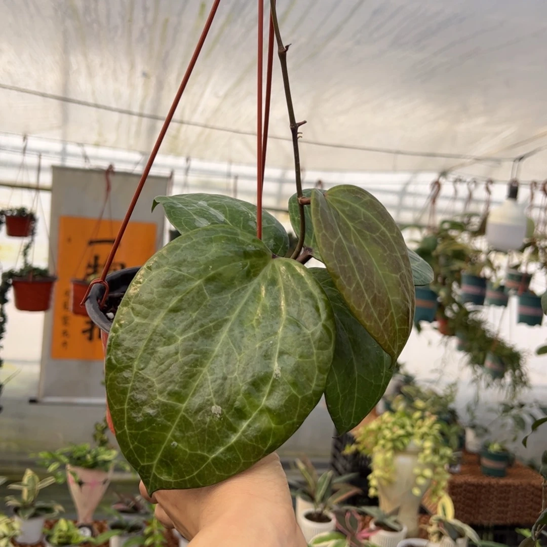 里***。无花朵秘密球兰品种