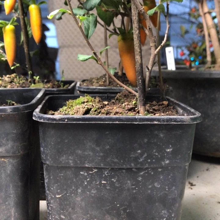 无花朵老鸭梦之呐