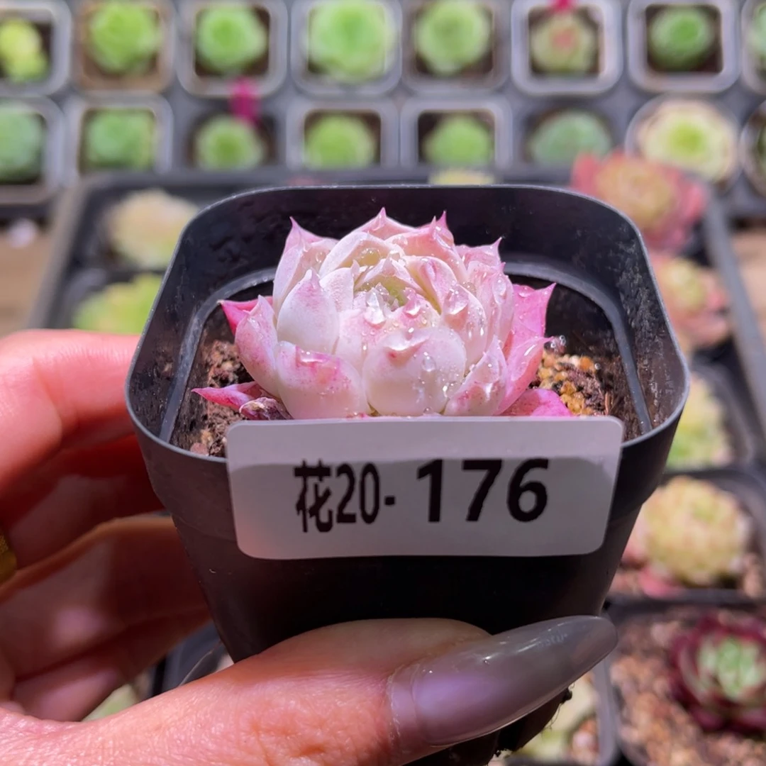 花利美20-176沁心