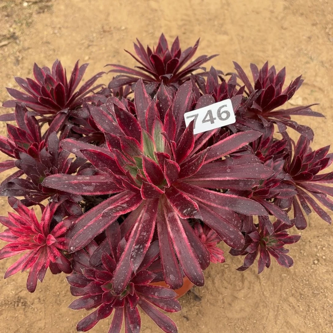 746孔雀锦多肉不包损