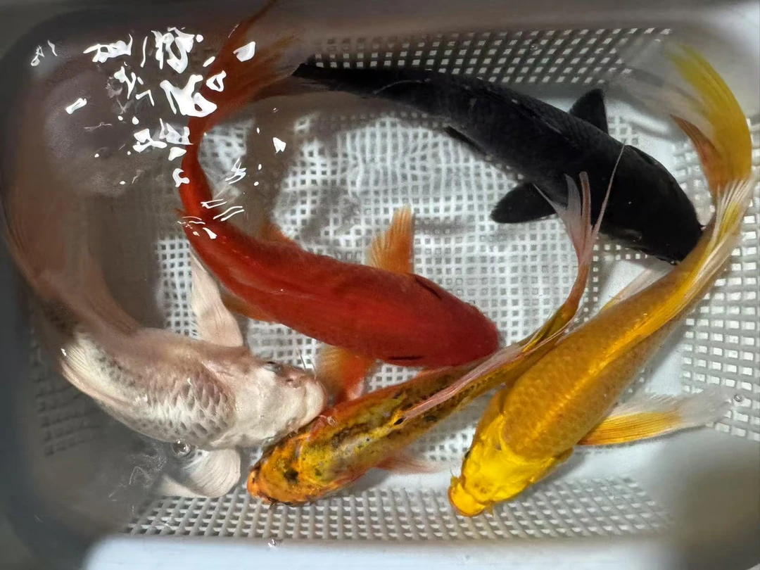 【14-17厘米1黄1黑1白共3条】精品锦鲤观赏鱼冷水淡水好养耐活