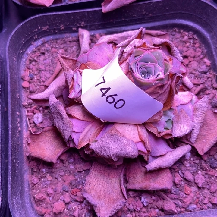 拖***王7460山地玫瑰花群
