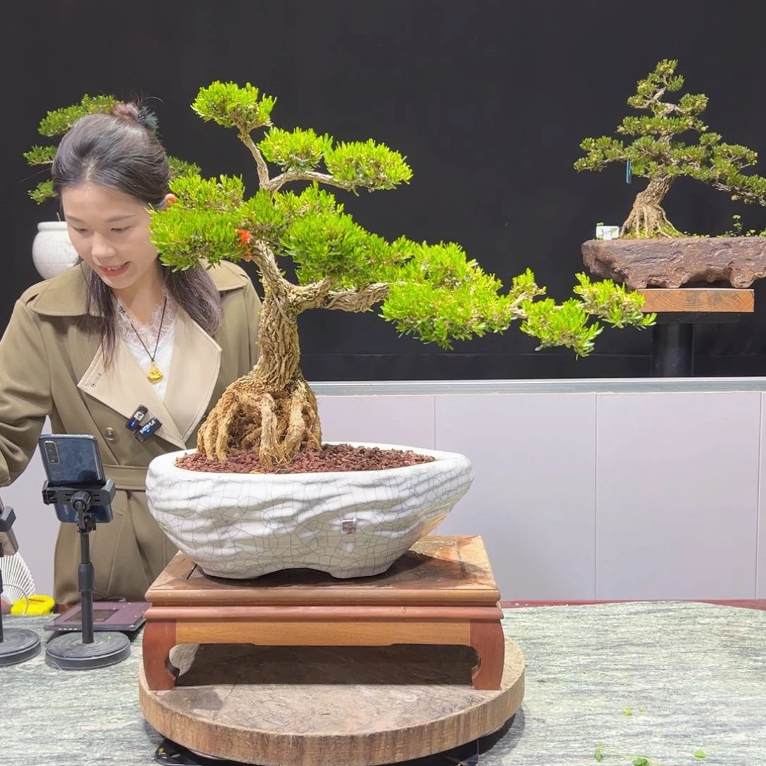 黄杨盆景老桩四季长青