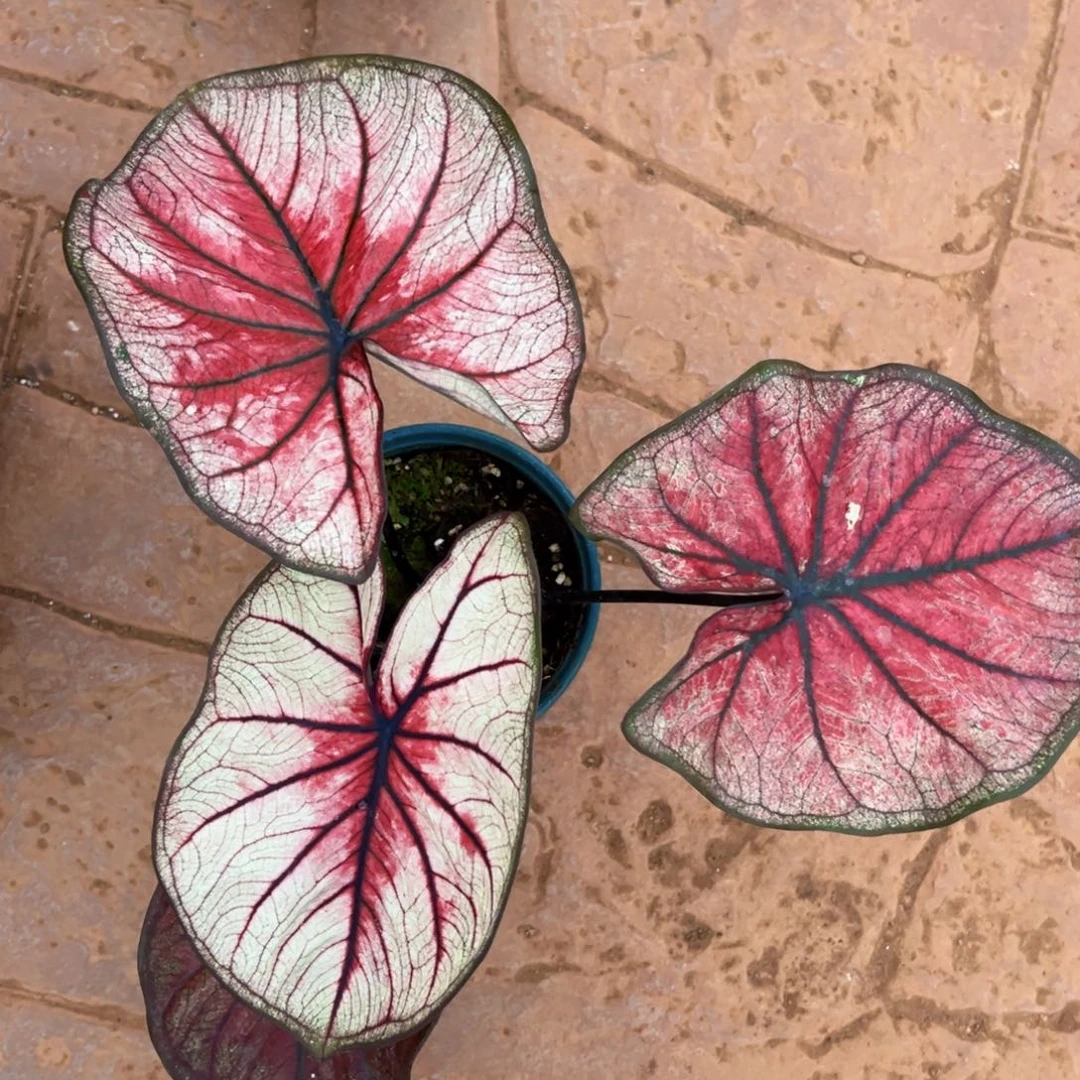 无花朵糖霜黑莓泰彩56