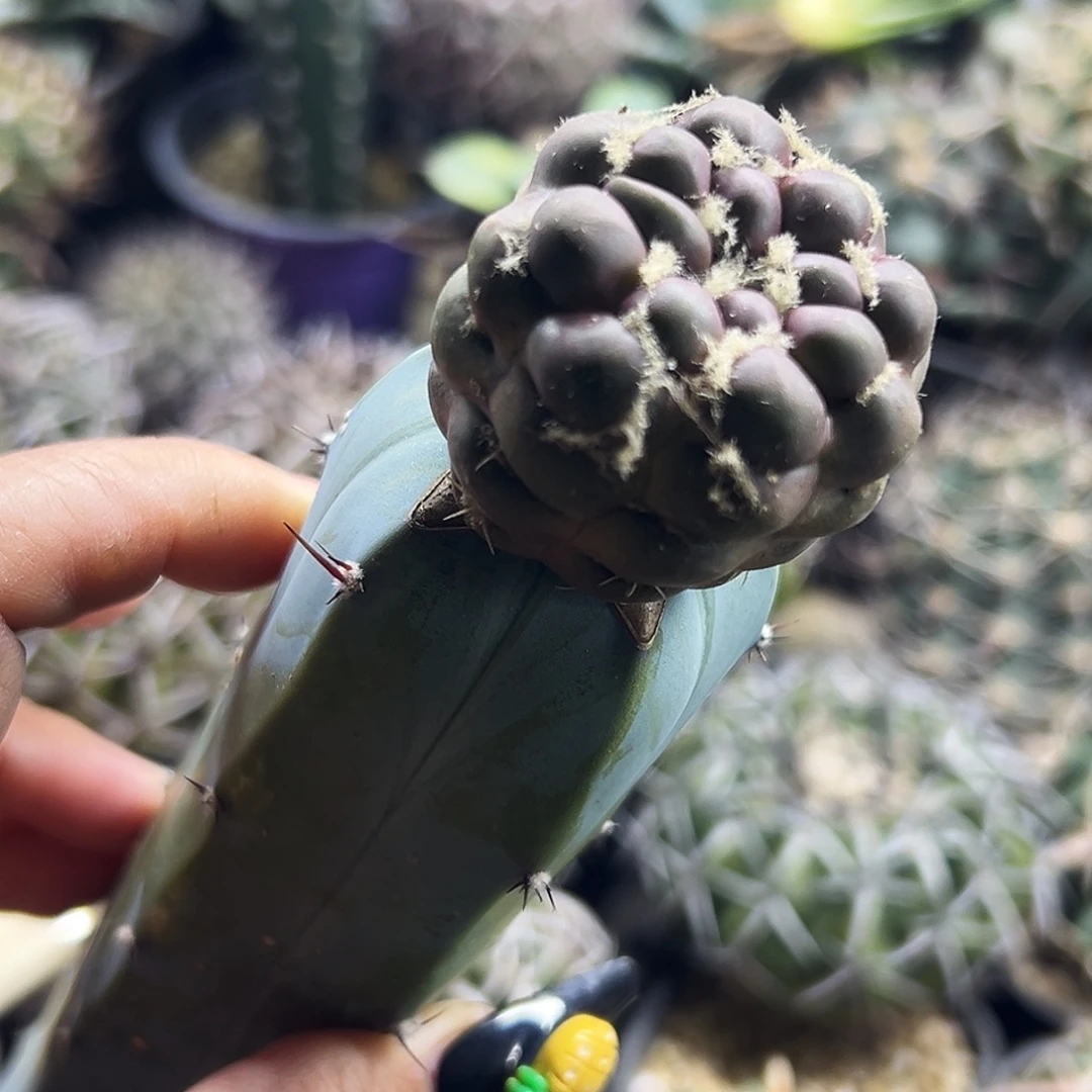 惠毛丸仙人球66666666