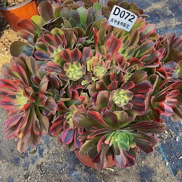 多肉红袖阴阳072多肉