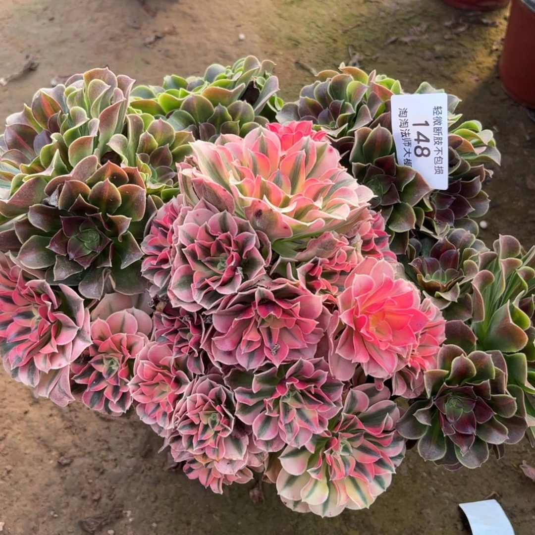 148粉女巫阴阳多肉植物法师