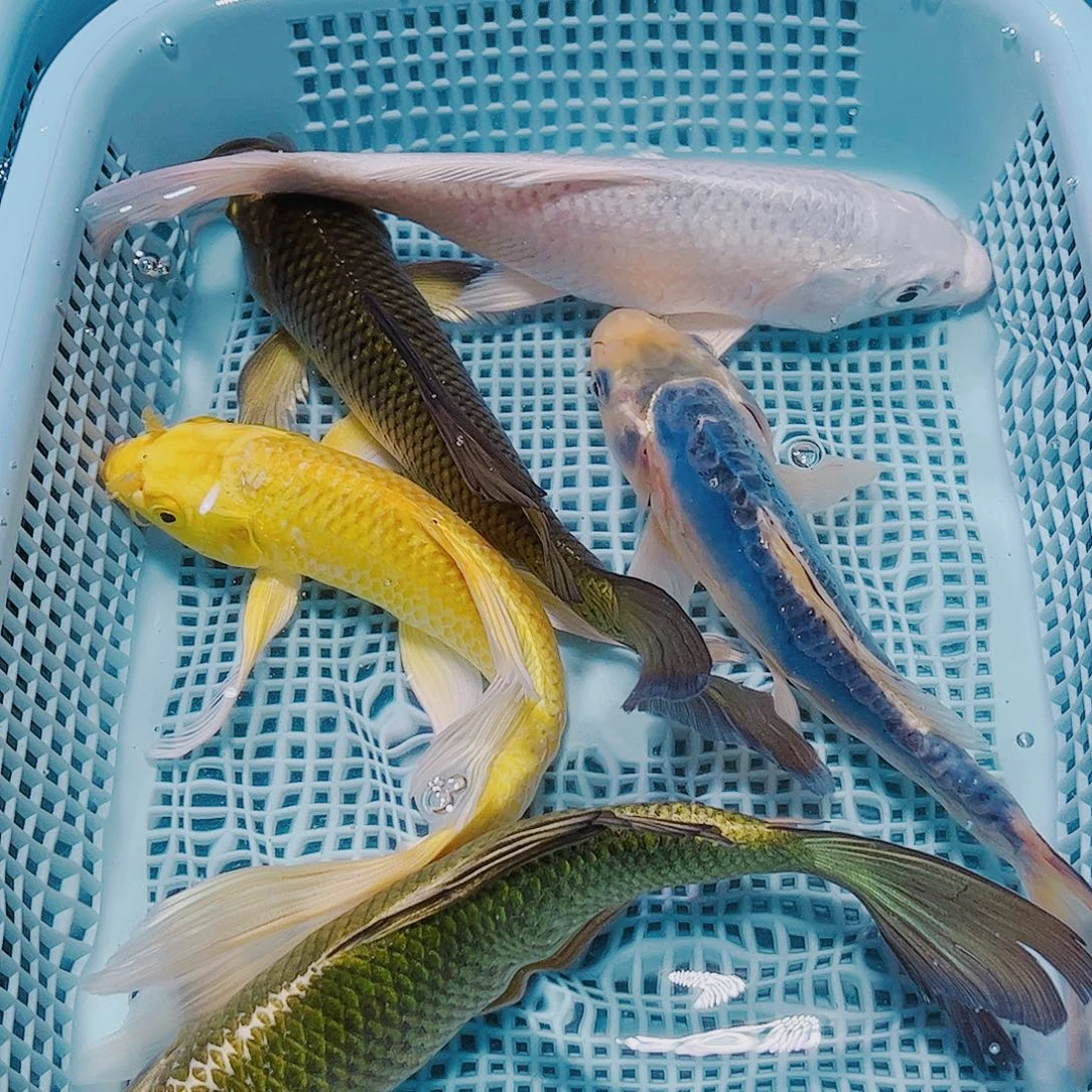 海水鱼锦鲤观赏鱼观赏鱼