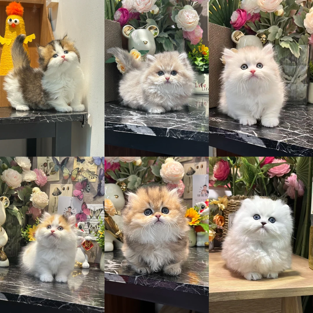 壮实说猫猫活体全款链接