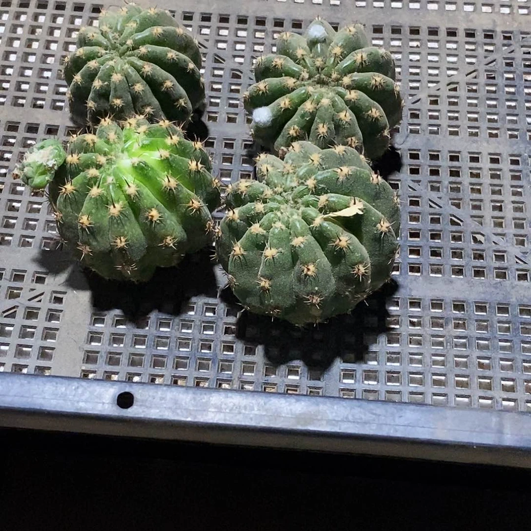 包**包彩 萨苏侧芽歪20包邮/4公分