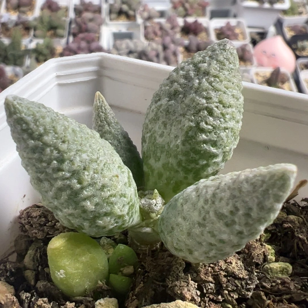 奶油冰激凌单头纯木质桩多肉植物