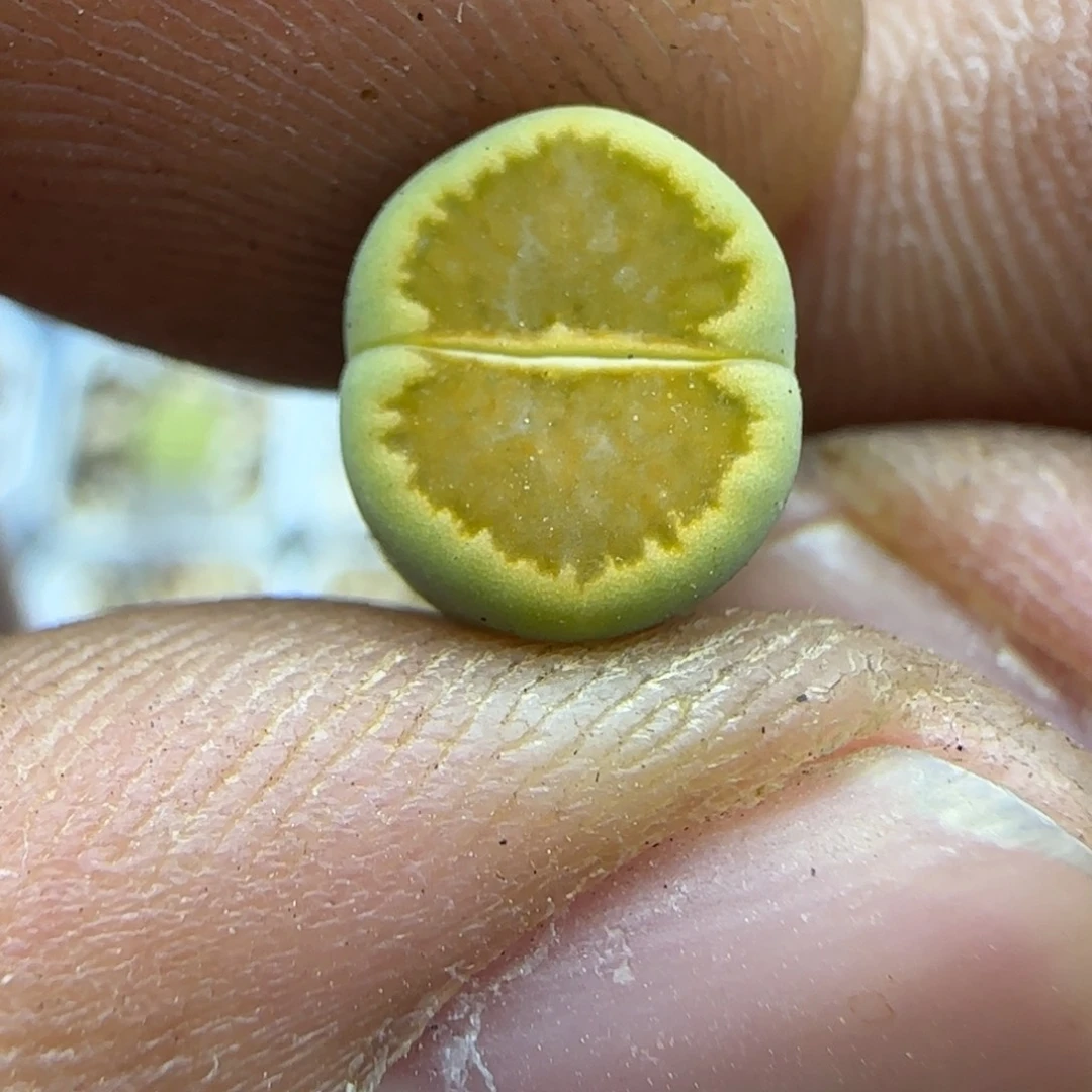 421 生石花大棚直播