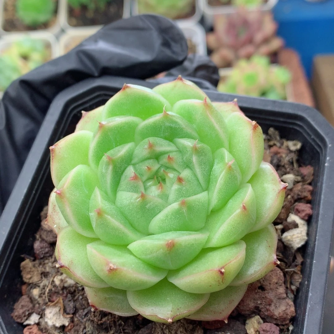58包邮  群生不包整麦秆118